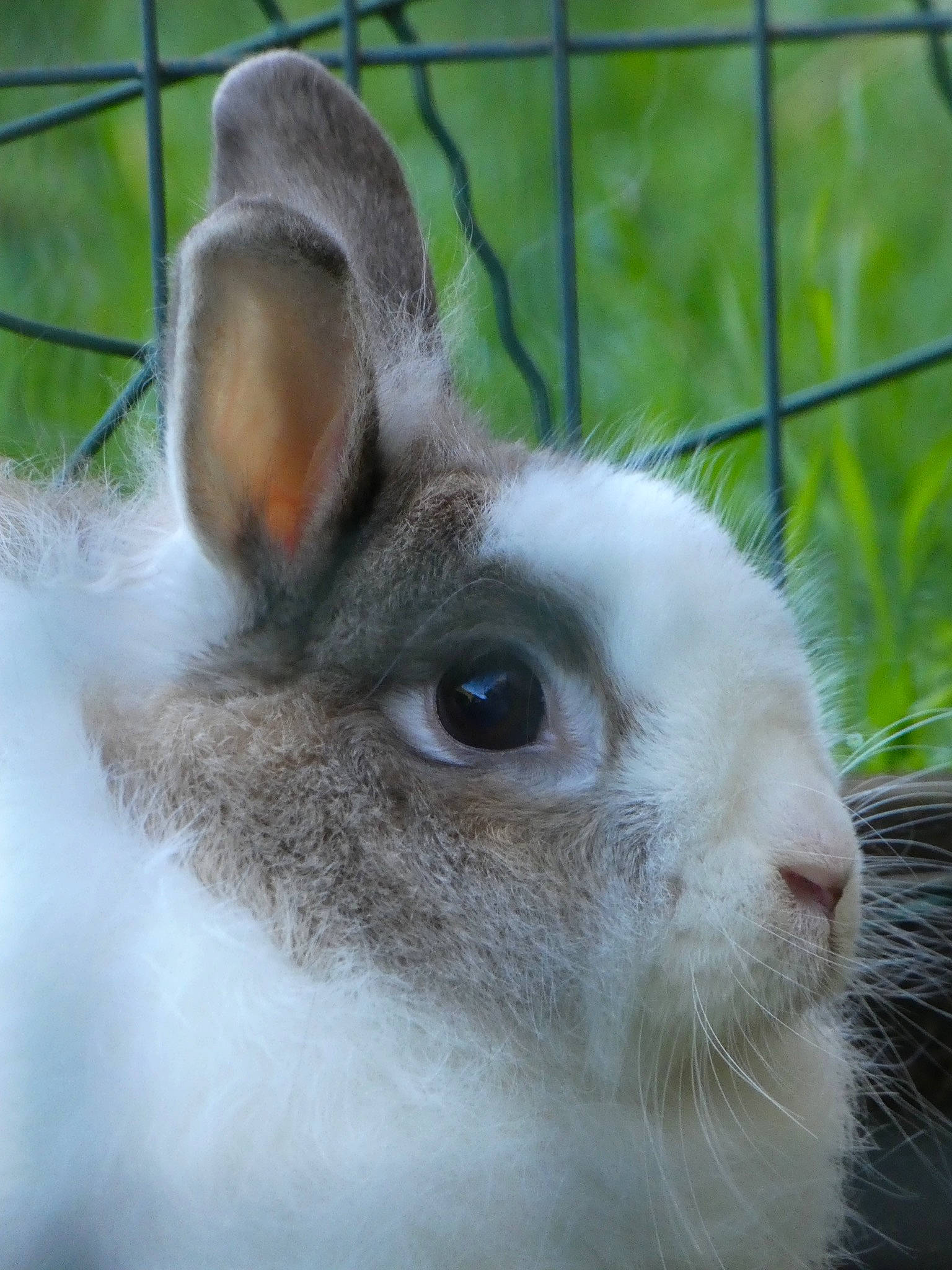 Cookie a rejoint le concours — aidez-le/la à gagner de superbes lots ! domestic_rabbit, ear, fawn, hare, mammal, rabbit, rabbits_and_hares, snout, vertebrate, whiskers, wildlife