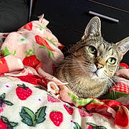 Skye is registered to the contest to win money with this photo: animal, bedroom, blanket, cat, comfort, cozy, curious, cute, domestic, dresser, feline, fur, green_eyes, indoor, pet, resting, soft_texture, strawberry_pattern, tabby_cat, whiskers