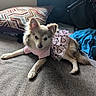Tina Snow is registered to the contest to win money with this photo: casual, clothing, cozy, cute, dog, domestic, ears, fabric, fluffy, fur, gray_surface, heart_pattern, indoor, laying_down, pet, pillow, pink_dress, resting, small_dog, tail