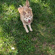 Tina Snow joined the competition — help win amazing prizes! animal, canine, cute, daylight, dog, domestic_animal, field, fur, grass, greenery, happy, joyful, nature, outdoor, pet, playful, small_dog, standing, summer, sunlight