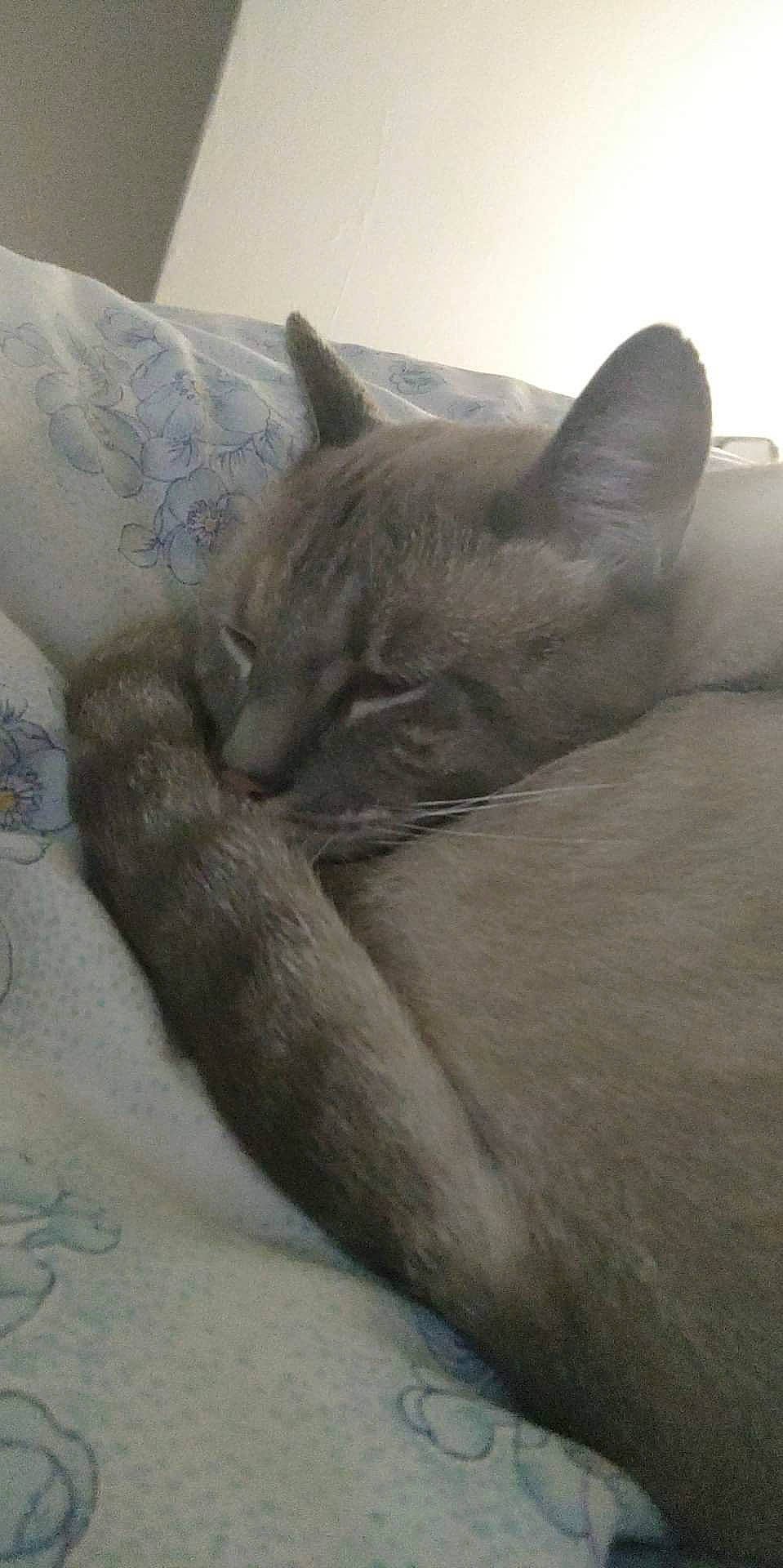 Flocon participe au concours pour gagner de l'argent avec cette photo : carnivore, cat, cat_bed, chartreux, claw, comfort, domestic_short_haired_cat, fawn, felidae, fur, grey, linens, nap, paw, russian_blue, sleep, small_to_medium_sized_cats, snout, tail, whiskers