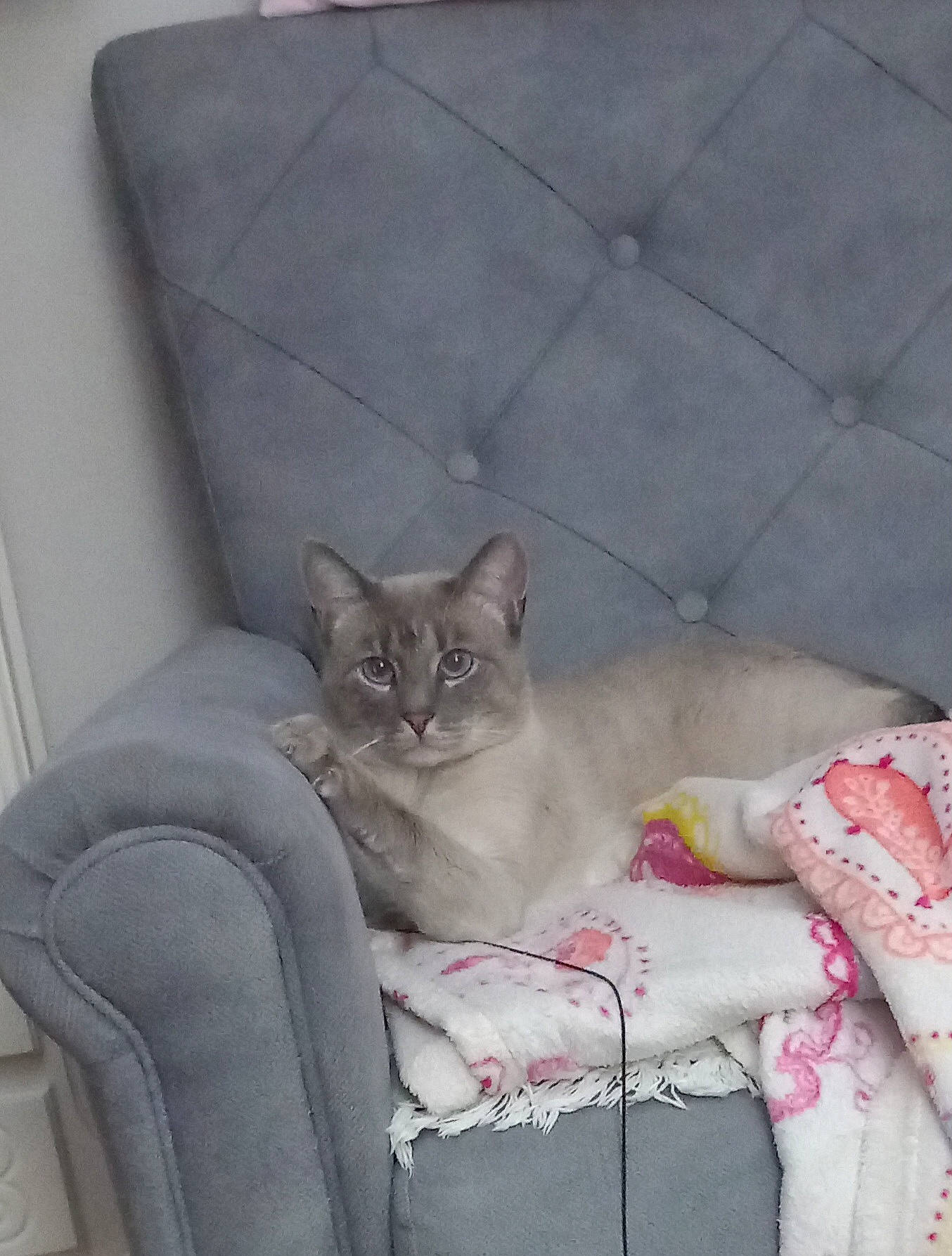 Flocon participe au concours pour gagner de l'argent avec cette photo : box, carnivore, cat, cat_bed, cat_supply, comfort, couch, domestic_short_haired_cat, fawn, felidae, fur, grey, nap, paw, sitting, small_to_medium_sized_cats, snout, tail, whiskers, window