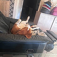Rox participe au concours pour gagner de l'argent avec cette photo : blanket, cabinet, can, couch, dog, door, fur, hats, household, indoor, leather, living_room, pet, phone, relaxing, resting, table, tile_floor, upside_down, wolf_design