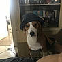 Rox participe au concours pour gagner de l'argent avec cette photo : animal, baseballcap, cabinet, canine, cap, clothing, dog, face, furniture, hat, head, hound, indoors, interiordesign, person, pet, photography, portrait, puppy, shelf