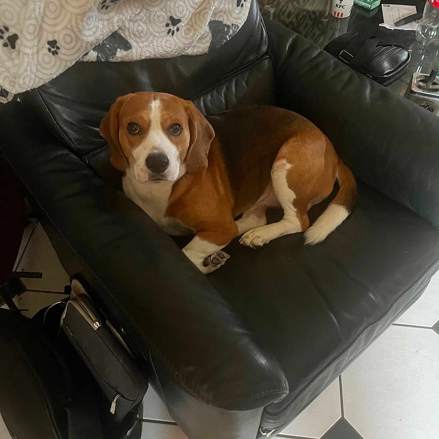 Rox participe au concours pour gagner de l'argent avec cette photo : accessories, animal, bag, beagle, canine, chair, couch, cup, dog, dogbed, furniture, handbag, hound, pet, puppy
