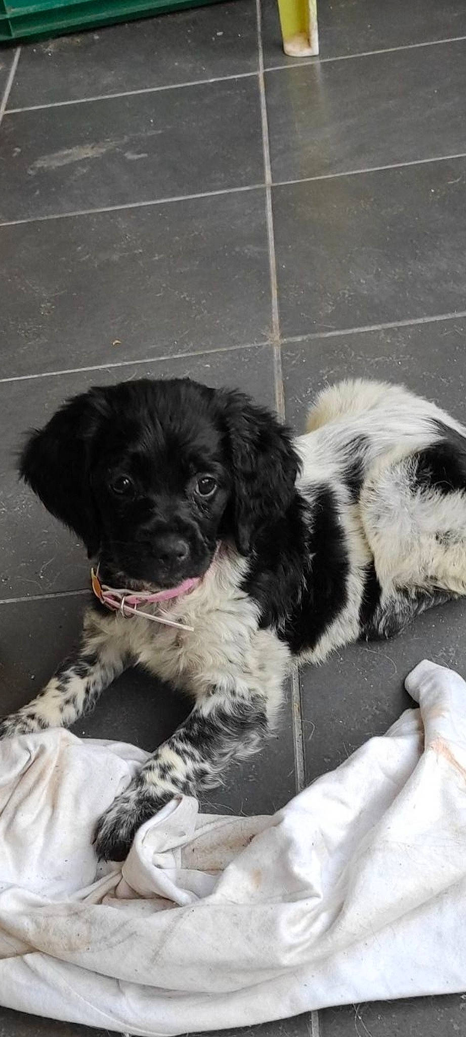 Bonnie a rejoint le concours — aidez-le/la à gagner de superbes lots ! canidae, carnivore, companion_dog, dog, dog_breed, dog_collar, fur, gun_dog, hunting_dog, liver, puppy, snout, spaniel, sporting_group, terrestrial_animal, toy_dog, whiskers, working_animal, working_dog