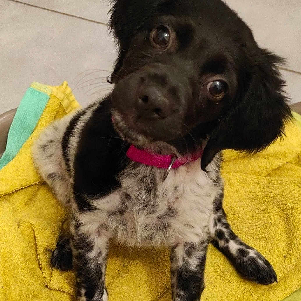 Bonnie
