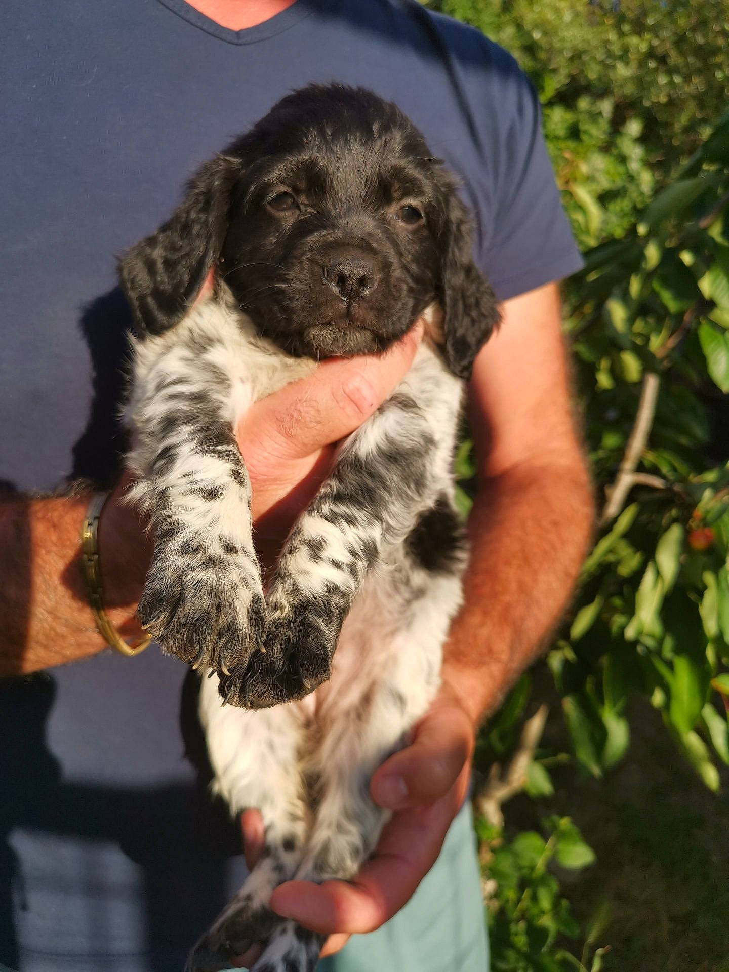 Bonnie participe au concours pour gagner de l'argent avec cette photo : canidae, carnivore, companion_dog, dog, dog_breed, fur, gun_dog, hunting_dog, natural_material, plant, snout, sporting_group, working_animal, working_dog