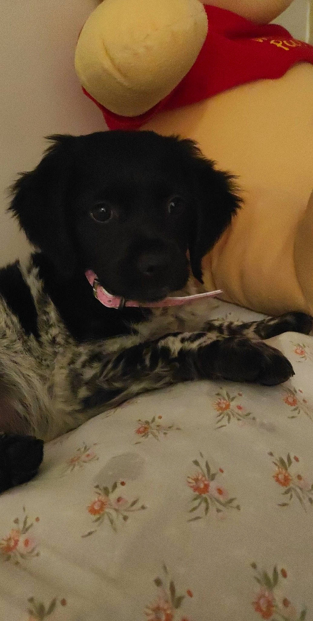 Bonnie participe au concours pour gagner de l'argent avec cette photo : borador, canidae, carnivore, comfort, companion_dog, dog, dog_breed, fur, gun_dog, linens, liver, non_sporting_group, snout, sporting_group, working_animal