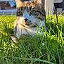 Stitch a rejoint le concours — aidez-le/la à gagner de superbes lots ! cat, tabby, grass, outdoor, sunlight, greenery, fur, pet, animal, nature, closeup, whiskers, ears, nose, suburban, background, daylight, relaxing, mammal, curious