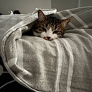 Stitch participe au concours pour gagner de l'argent avec cette photo : cat, blanket, striped_blanket, cozy, sleepy, indoor, pet, fur, resting, cute, tabby_cat, comfort, relaxing, soft_texture, animal, domestic_cat, warm, face, whiskers, ears