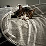 cat, blanket, striped_blanket, cozy, sleepy, indoor, pet, fur, resting, cute, tabby_cat, comfort, relaxing, soft_texture, animal, domestic_cat, warm, face, whiskers, ears