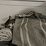 Stitch participe au concours pour gagner de l'argent avec cette photo : cat, blanket, towel, striped, cozy, indoor, resting, peeking, fur, pet, cute, relaxing, sleepy, soft, comfortable, gray, white, striped_blanket, home, warm
