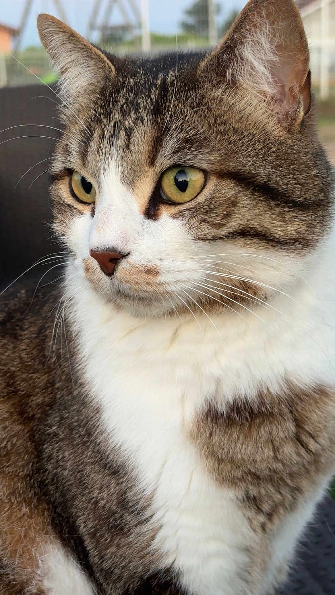 Stitch a rejoint le concours — aidez-le/la à gagner de superbes lots ! cat, tabby_cat, close_up, portrait, animal, pet, fur, whiskers, yellow_eyes, outdoor, nature, face, mammal, looking_away, cute, feline, domestic_cat, soft_light, calm, background_blur