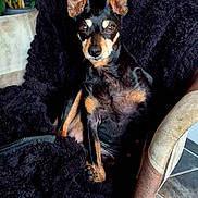 Maya participe au concours pour gagner de l'argent avec cette photo : animal, black_dog, blanket, chair, companion, cozy, dog, domestic, ears, floor, furniture, houseplant, indoor, looking_at_camera, pet, portrait, resting, small_dog, tan_markings, tile_floor