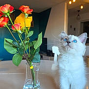 Bishop participe au concours pour gagner de l'argent avec cette photo : animal, blue_eyes, cat, curious, cute, decor, domestic, feline, flowers, glass_beaker, home, indoor, kitten, pet, plant, roses, sitting, table, water, white_fur
