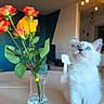 animal, blue_eyes, cat, curious, cute, decor, domestic, feline, flowers, glass_beaker, home, indoor, kitten, pet, plant, roses, sitting, table, water, white_fur