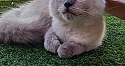 Bishop participe au concours pour gagner de l'argent avec cette photo : animal, blue_eyes, building, cat, cityscape, curious, domestic, ears, feline, fluffy, grass, indoor, natural_light, nose, pet, relaxed, soft_fur, whiskers, window, young_cat