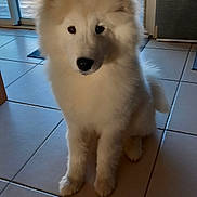 Arky participe au concours pour gagner de l'argent avec cette photo : dog, samoyed, white, fluffy, indoor, tile_floor, pet, canine, sitting, curious, calm, sunlight, door, glass, furniture, home, animal, portrait, companion, cute