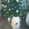 Arky a rejoint le concours — aidez-le/la à gagner de superbes lots ! dog, white_dog, christmas_tree, ornaments, lights, indoor, floor, decorations, happy, pet, holiday, festive, smiling, fur, tile_floor, wallpaper, greenery, home, celebration, animal
