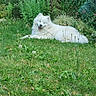 Arky a rejoint le concours — aidez-le/la à gagner de superbes lots ! animal, canine, daylight, dog, flora, garden, grass, greenery, lying_down, nature, outdoor, peaceful, pet, plants, relaxed, shrub, stone_wall, summer, tree, white_dog