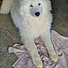 dog, samoyed, white_fur, lying_down, indoor, concrete_floor, cloth, pet, animal, fur, mammal, looking_at_camera, calm, curious, fluffy, four_legs, face, ears, tail, domestic_animal