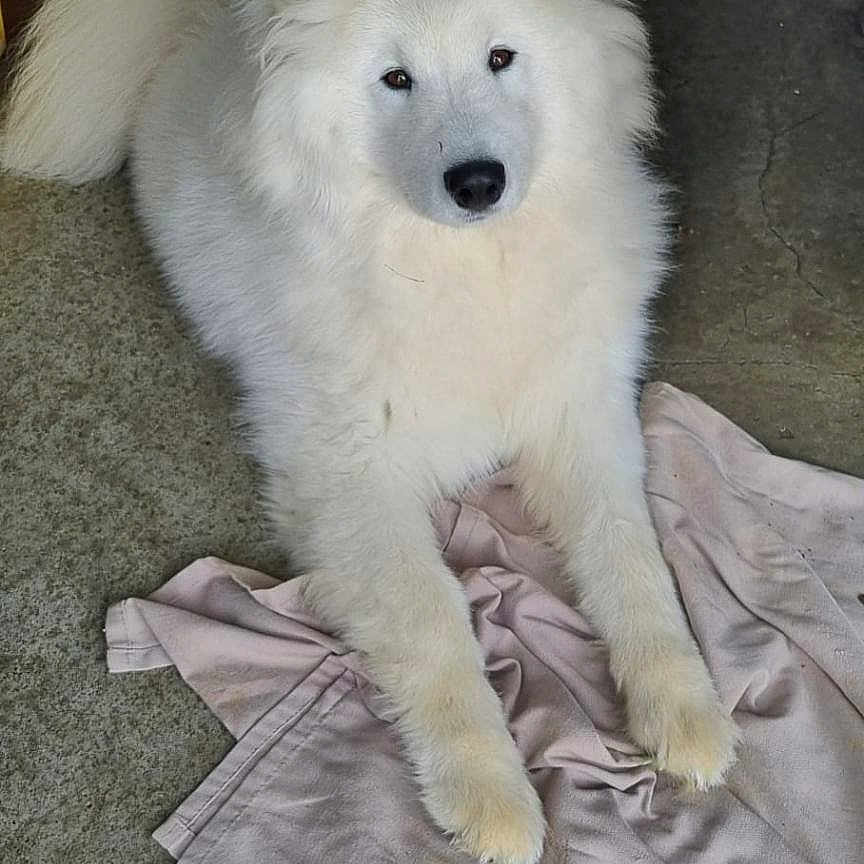Arky a rejoint le concours — aidez-le/la à gagner de superbes lots ! dog, samoyed, white_fur, lying_down, indoor, concrete_floor, cloth, pet, animal, fur, mammal, looking_at_camera, calm, curious, fluffy, four_legs, face, ears, tail, domestic_animal