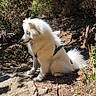 Arky participe au concours pour gagner de l'argent avec cette photo : animal, canine, daylight, dog, forest, fur, greenery, harness, leisure, nature, outdoor, pet, rocky_trail, samoyed, scenery, sitting, sunlight, tongue_out, white_fur, wildlife