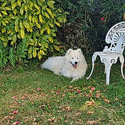 Arky participe au concours pour gagner de l'argent avec cette photo : bench, canine, chair, dog, flora, flowers, garden, grass, greenery, happy, leafy_plants, nature, outdoor, pet, relaxing, shrubbery, summer, sunlight, white_dog, yard