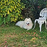 bench, canine, chair, dog, flora, flowers, garden, grass, greenery, happy, leafy_plants, nature, outdoor, pet, relaxing, shrubbery, summer, sunlight, white_dog, yard