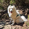 animal, blue_sky, canine, daytime, dog, fluffy, forest, greenery, happy, hiking, nature, outdoor, pet, rock, sitting, sunlight, tongue_out, trail, trees, white_dog