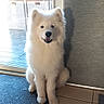 Arky participe au concours pour gagner de l'argent avec cette photo : dog, samoyed, white_fur, indoor, mat, door, glass_door, happy, pet, animal, floor_tile, sitting, fluffy, canine, home, natural_light, portrait, companion, cute, friendly