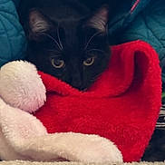 Arya is registered to the contest to win money with this photo: animal, black_cat, blanket, cat, christmas, closeup, cozy, cute, eyes, fur, holiday, indoor, peek, pet, quilt, red_hat, santa_hat, soft, whiskers, white_fur