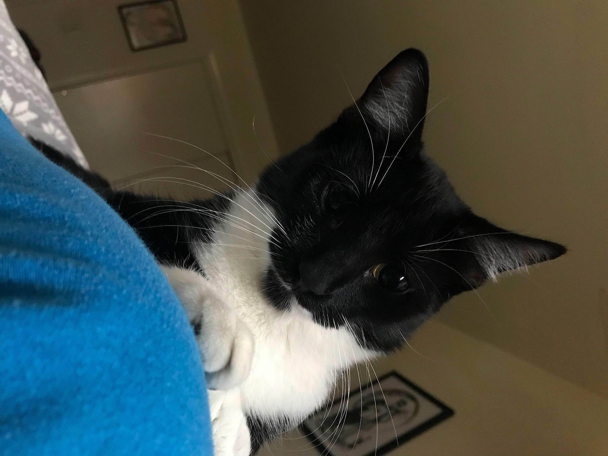 Arya is registered to the contest to win money with this photo: black_cat, carnivore, cat, claw, comfort, domestic_short_haired_cat, ear, eye, felidae, fur, jaw, paw, small_to_medium_sized_cats, snout, tail, wall_plate, whiskers