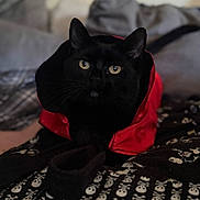 Moet is registered to the contest to win money with this photo: animal, black_cat, blanket, cat, cozy, cute, domestic_cat, ears, face, feline, indoor, lying_down, mysterious, pet, portrait, red_clothing, skull_pattern, soft_focus, whiskers, yellow_eyes