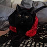 animal, black_cat, blanket, cat, cozy, cute, domestic_cat, ears, face, feline, indoor, lying_down, mysterious, pet, portrait, red_clothing, skull_pattern, soft_focus, whiskers, yellow_eyes
