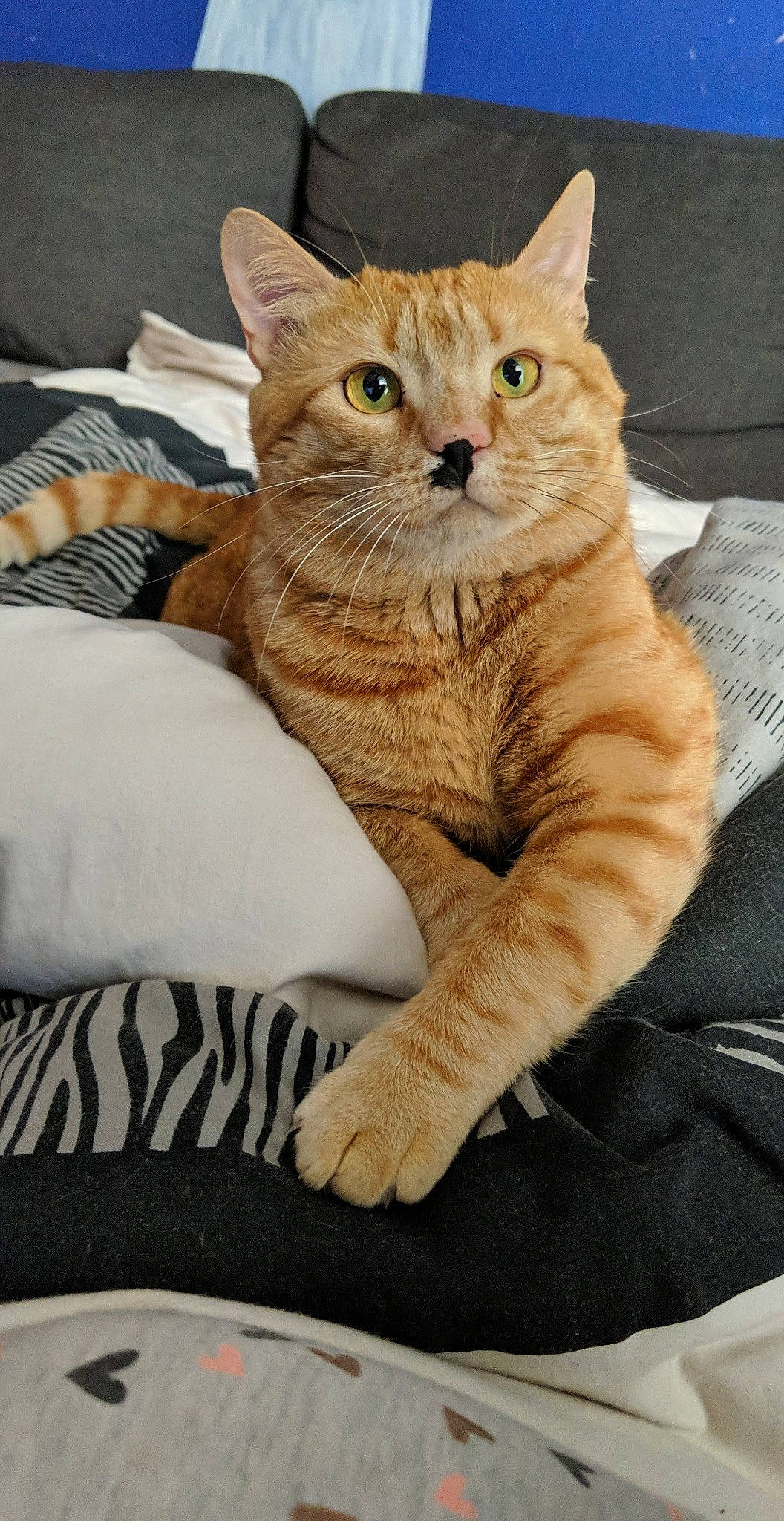 Google participe au concours pour gagner de l'argent avec cette photo : carnivore, cat, cat_supply, claw, comfort, domestic_short_haired_cat, fawn, felidae, fur, paw, pet_supply, sitting, small_to_medium_sized_cats, snout, tail, terrestrial_animal, whiskers, window