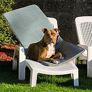 Nala a rejoint le concours — aidez-le/la à gagner de superbes lots ! animal, backyard, brown_dog, cushion, daylight, dog, flower, garden, grass, greenery, lawn_chair, outdoor, pet, plastic_chair, relaxed, resting, shrub, summer, sunlight, white_dog
