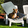 animal, backyard, brown_dog, cushion, daylight, dog, flower, garden, grass, greenery, lawn_chair, outdoor, pet, plastic_chair, relaxed, resting, shrub, summer, sunlight, white_dog