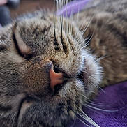 Jericho is registered to the contest to win money with this photo: animal, cat, close_up, cozy, cute, domestic_cat, feline, fur, indoor, mouth, nose, peaceful, pet, purple_blanket, relaxed, resting, sleeping, soft_texture, tabby, whiskers
