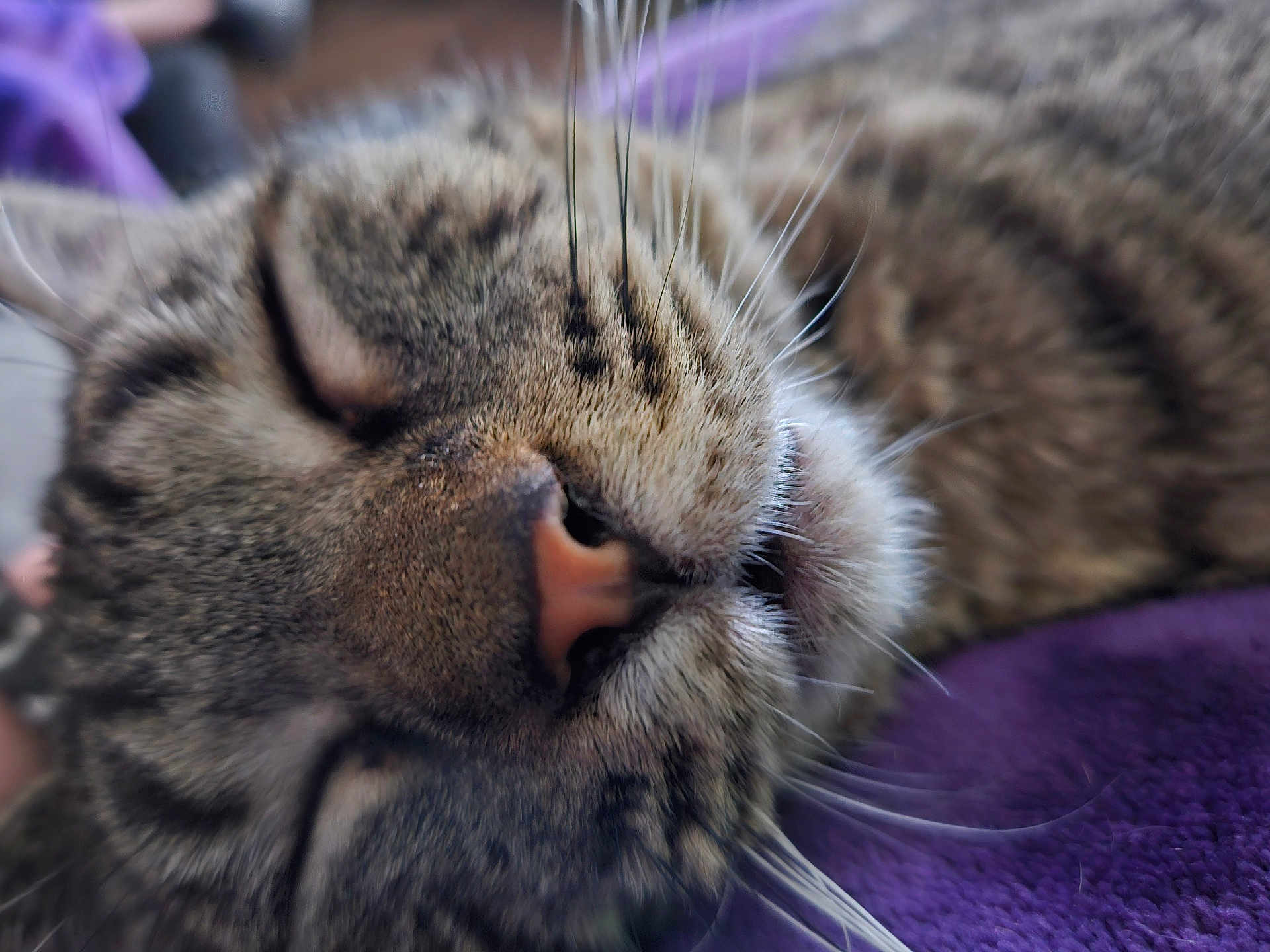 Jericho is registered to the contest to win money with this photo: animal, cat, close_up, cozy, cute, domestic_cat, feline, fur, indoor, mouth, nose, peaceful, pet, purple_blanket, relaxed, resting, sleeping, soft_texture, tabby, whiskers