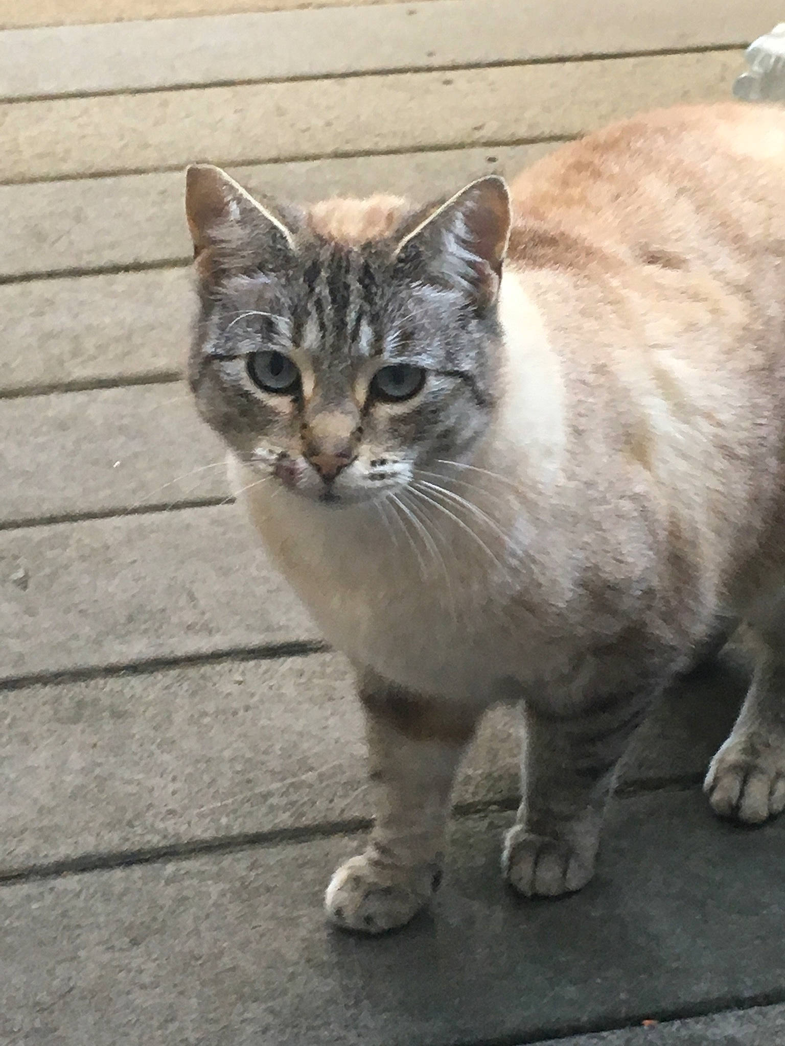 Coconut joined the competition — help win amazing prizes! carnivore, cat, cobblestone, concrete, domestic_short_haired_cat, door, felidae, flooring, fur, grey, paw, road_surface, sitting, small_to_medium_sized_cats, snout, tail, terrestrial_animal, whiskers, wildlife, window