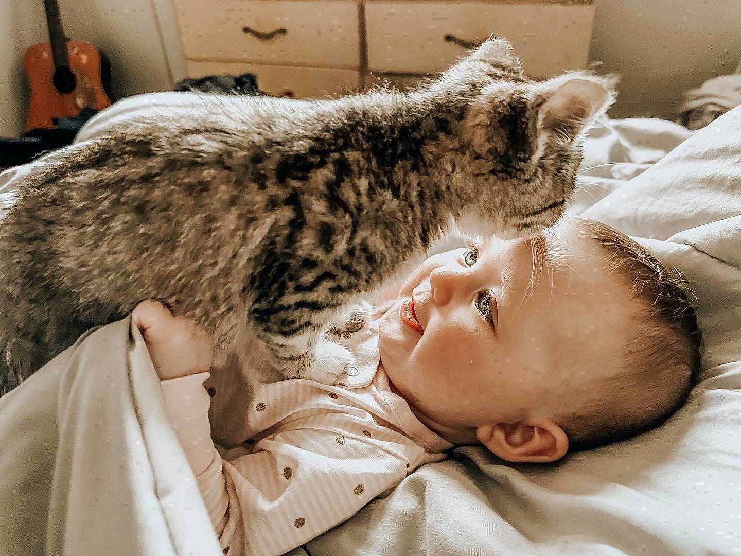 Rini joined the competition — help win amazing prizes! bed, carnivore, cat, comfort, domestic_short_haired_cat, ear, felidae, flooring, fur, linens, mammal, nap, paw, person, room, sleep, small_to_medium_sized_cats, tail, vertebrate, whiskers