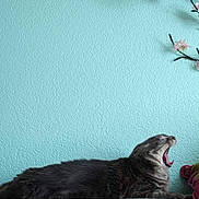 Mallow a rejoint le concours — aidez-le/la à gagner de superbes lots ! cat, yawning, gray_tabby, fur, pet, relaxing, indoor, couch, flower, pink_flower, green_leaves, textured_wall, turquoise_wall, animal, sleepy, stretching, mouth_open, cozy, soft_surface, home