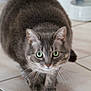 Mallow participe au concours pour gagner de l'argent avec cette photo : cat, gray_cat, tabby, green_eyes, pet, animal, indoor, tile_floor, curious, crouching, whiskers, feline, mammal, fur, close_up, domestic_animal, playful, cute, alert, household