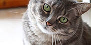 Mallow participe au concours pour gagner de l'argent avec cette photo : cat, gray_tabby, green_eyes, indoor, curious, head_tilt, whiskers, fur, pet, animal, close_up, domestic_cat, feline, looking, soft_light, background_blur, floor, wooden_furniture, cute, portrait