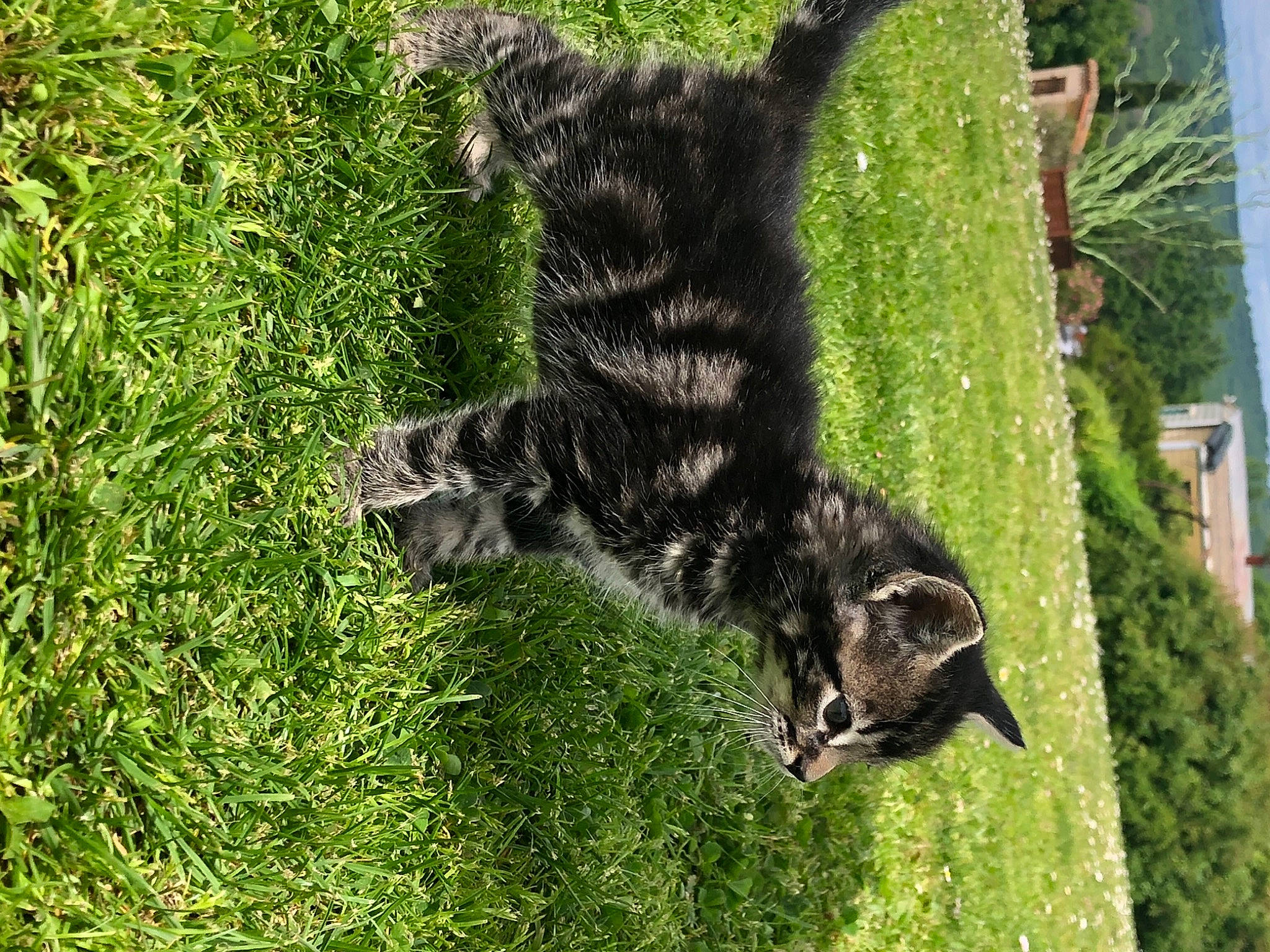 Jiji a rejoint le concours — aidez-le/la à gagner de superbes lots ! carnivore, cat, claw, dog_breed, domestic_short_haired_cat, felidae, fur, grass, groundcover, plant, shrub, small_to_medium_sized_cats, snout, sporting_group, tail, terrestrial_animal, tree, trunk, whiskers, wildlife