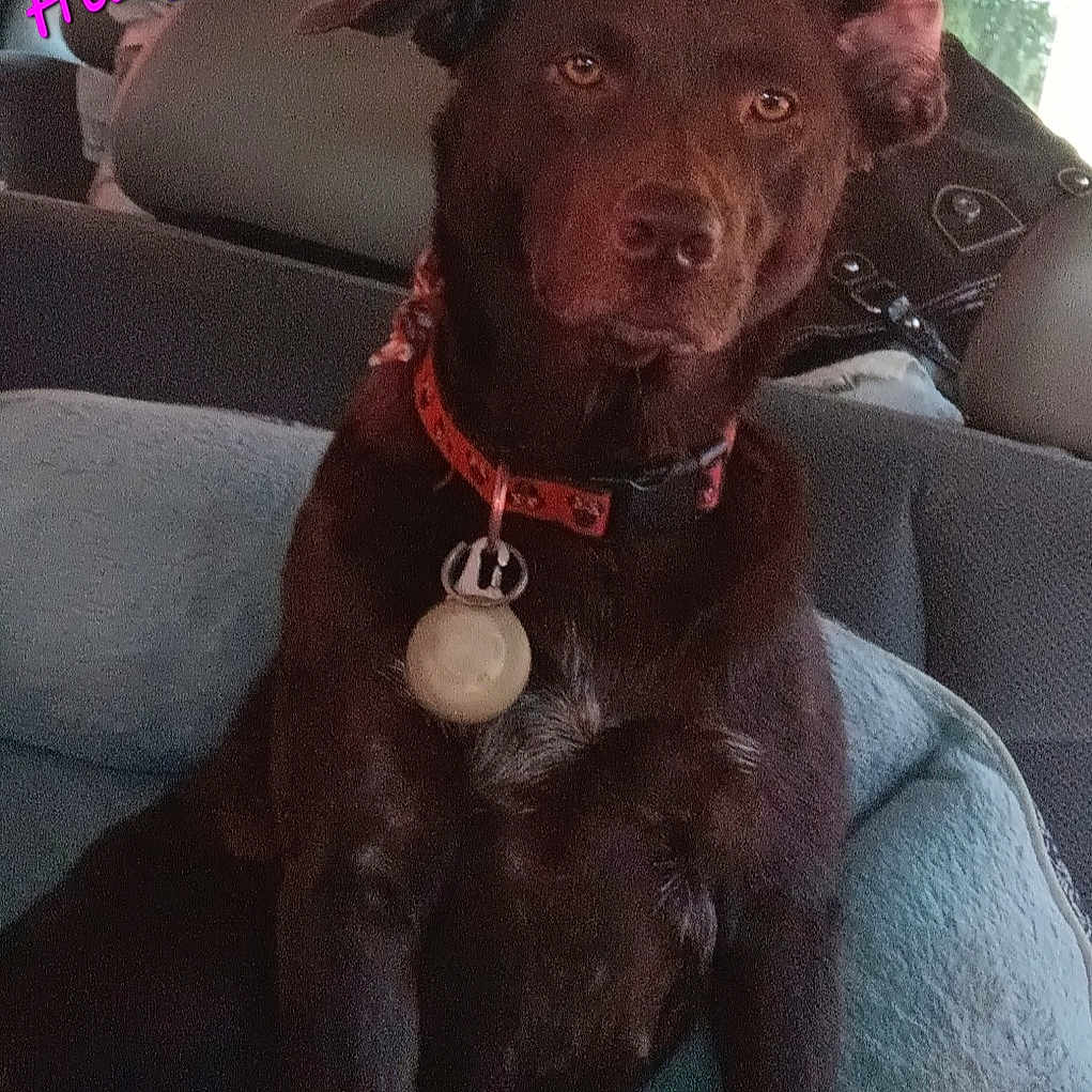 Halfpint Chu joined the competition — help win amazing prizes! accessories, animal, baby, canine, collar, couch, cushion, dog, face, furniture, head, homedecor, hound, jewelry, labradorretriever, necklace, person, pet, photography, puppy