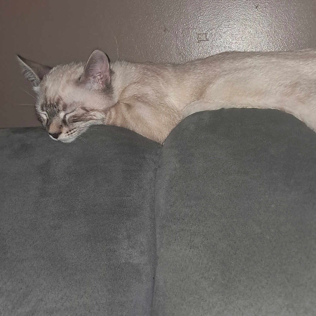 Choupy Ouchene a rejoint le concours — aidez-le/la à gagner de superbes lots ! animal, calm, cat, couch, cozy, domestic, ears, fur, furniture, gray, home, indoor, mammal, pet, quiet, relaxation, resting, side_view, sleeping, whiskers