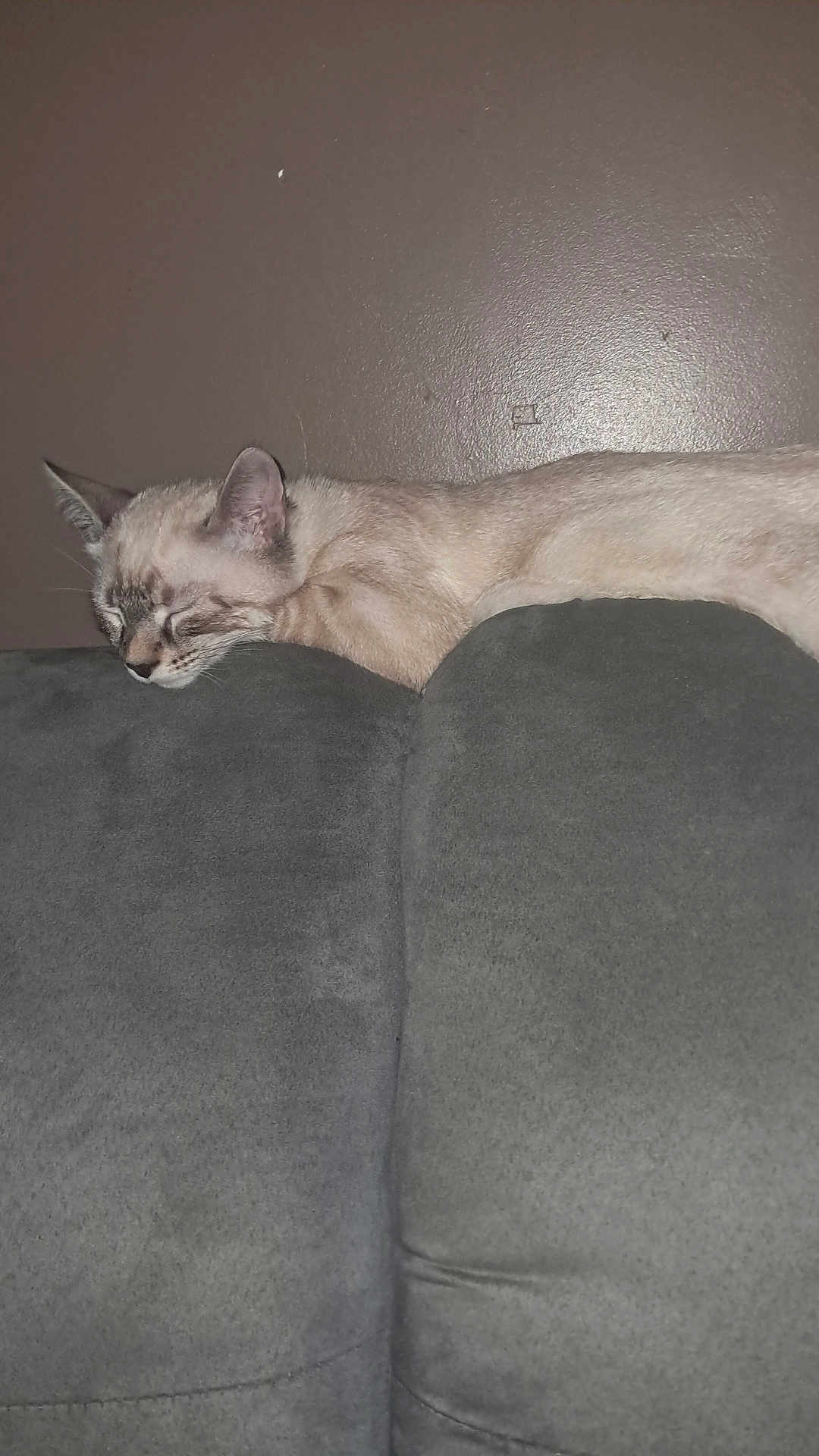 Choupy Ouchene a rejoint le concours — aidez-le/la à gagner de superbes lots ! cat, sleeping, couch, gray, furniture, indoor, pet, resting, mammal, animal, fur, whiskers, ears, relaxation, cozy, domestic, side_view, quiet, calm, home